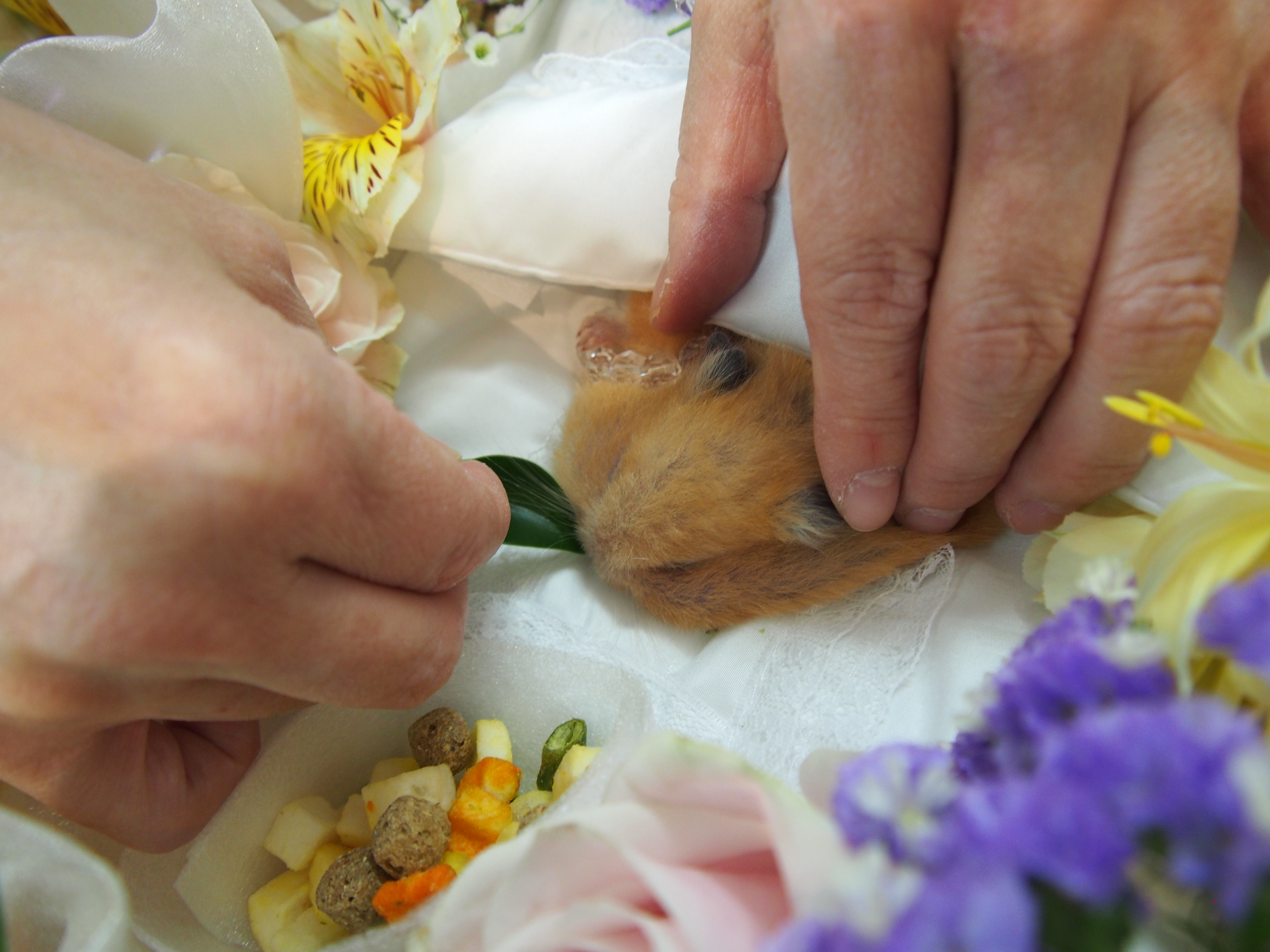 動物供養 Net 動物供養 Net